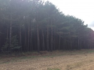 pine forest