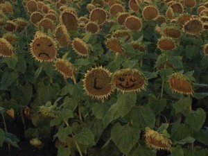 check out the sunflowers with messages