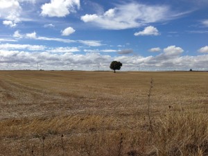 the lonely Meseta