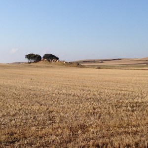 the meseta