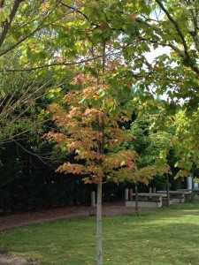 beginning to look like Autumn