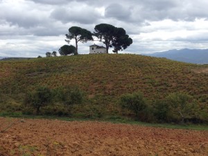 vineyards (and a perfect spot for a house)