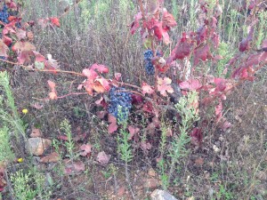 beautiful grape vines turning fall colors with grapes still on the vines