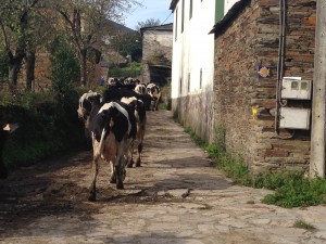 Cows on the Camino!