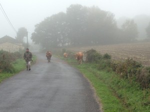 Cow traffic 1