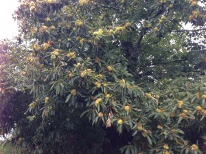 Chestnut tree