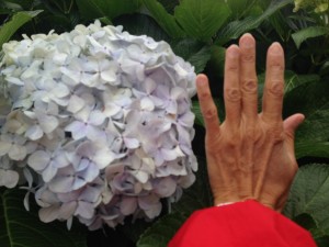 Look at the size of this hydrangea