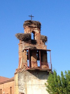 These are STORK nests.... HUGE!