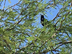 Talkative Raven (?) at a rest stop