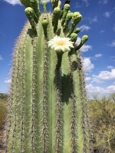 State flower in bloom