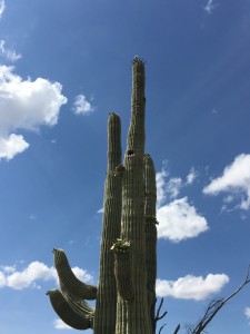 See the holes/nests in the trunk?