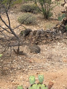 It wasn't a jack rabbit, which do inhabit this area, just a bunny