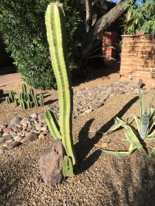 A Sagauro cactus with a great shadow